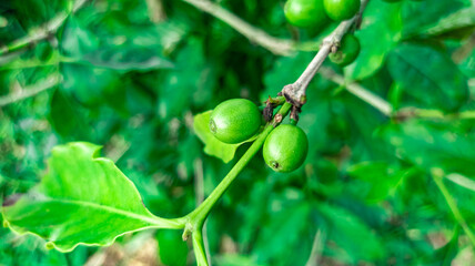 green coffe tree