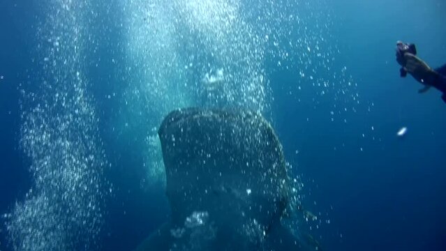 Whaleshark (Rhincodon typus) swallowing bubbles