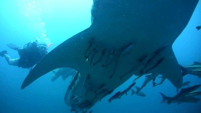 Whaleshark (Rhincodon typus) from below