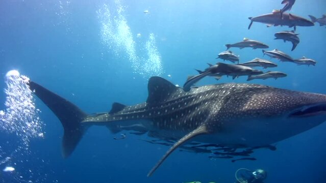 Whaleshark (Rhincodon typus) from side