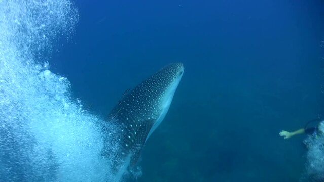 Whaleshark (Rhincodon typus) coming out of bubbles