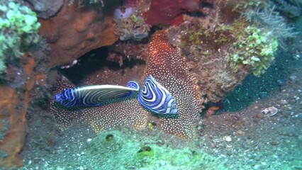  Emperor angelfish (Pomacanthus imperator) juvenile and yound adult together