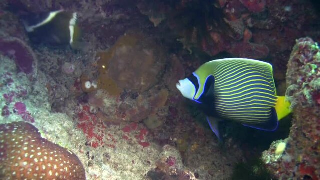  Emperor angelfish (Pomacanthus imperator) being cleaned by wrasses