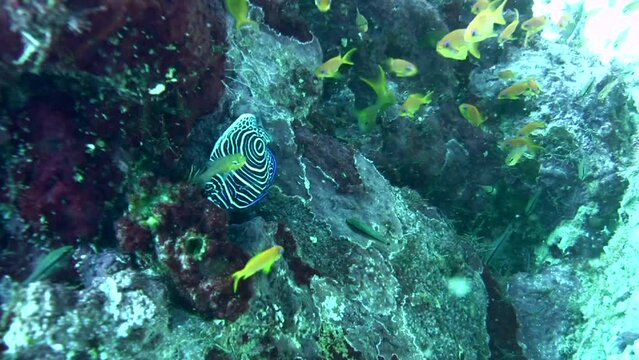  Emperor angelfish (Pomacanthus imperator) juvenile and anthias