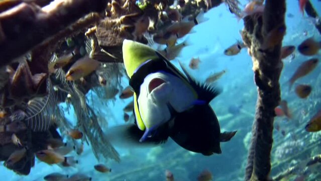  Emperor angelfish (Pomacanthus imperator) being cleaned by wrasses