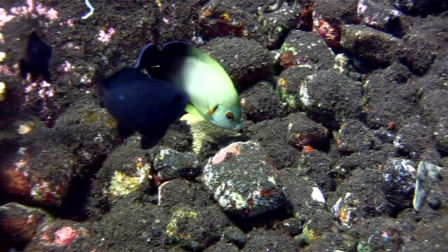 Pearl-scaled angelfish (Centropyge vroliki)