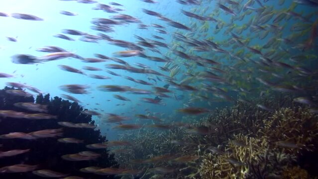 School of colorful anthias (Pseudanthias sp.)