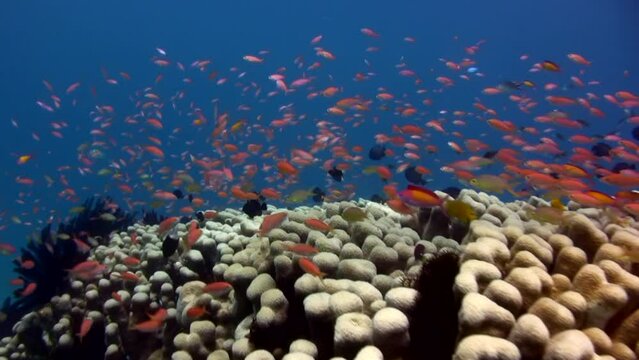 School of colorful anthias (Pseudanthias sp.)