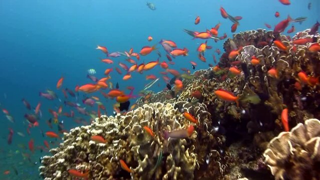 School of colorful anthias (Pseudanthias sp.)