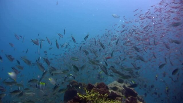 School of colorful anthias (Pseudanthias sp.)