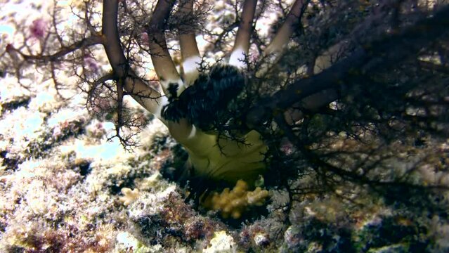 Burrowing Sea Cucumber (Neothyonidium magnum) eating