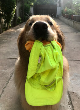 Golden Retriever carrying owner's cap and buff