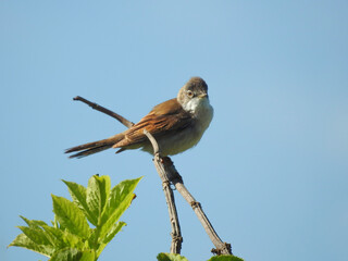 Male Common Whitethroat Looking