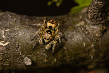 Beautiful jumping spider in nature