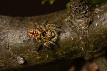 Beautiful jumping spider in nature