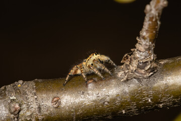 Beautiful jumping spider in nature