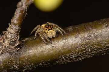 Beautiful jumping spider in nature