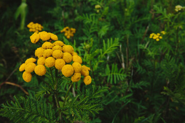 yellow yarrow flowers with green leaves