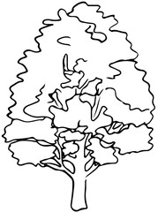 Polskie drzewa liściaste line art buk drzewo
