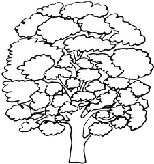 Polskie drzewa liściaste line art dąb drzewo