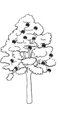 Polskie drzewa liściaste line art jarząb drzewo - obrazy, fototapety, plakaty