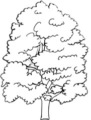 Polskie drzewa liściaste line art kasztanowiec drzewo - obrazy, fototapety, plakaty