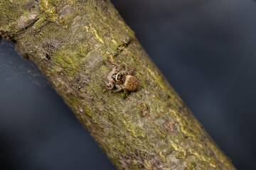 Beautiful jumping spider in nature