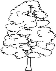 Polskie drzewa liściaste line art klon drzewo © Kornelia