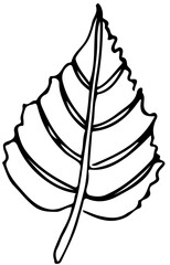 Polskie drzewa liściaste line art liść brzozy