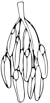 Polskie drzewa liściaste line art jesion owoc