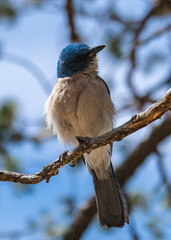 bird on a branch