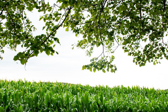 Linden, tilla or lime tree branches over the field with cultivated maize with blue sky background. Agriculture farming landscape