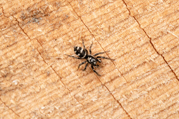 Beautiful jumping spider in nature