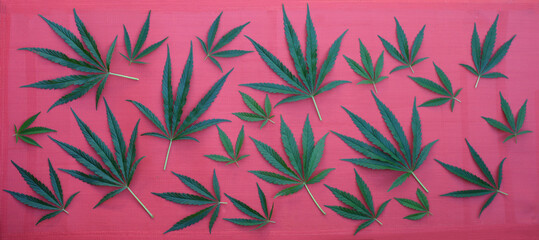 A pattern of cannabis leaves on a white background..on a bright pink background.