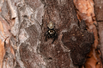 Beautiful jumping spider in nature