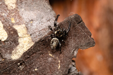 Beautiful jumping spider in nature