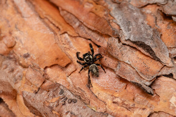 Beautiful jumping spider in nature
