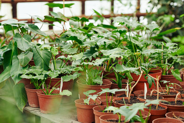 Horizontal no people shot of various green plants growing in pots in modern glasshouse, copy space