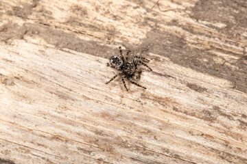 Beautiful jumping spider in nature