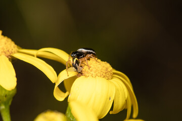 Beautiful jumping spider in nature