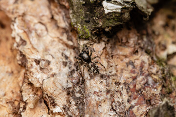 Beautiful jumping spider in nature