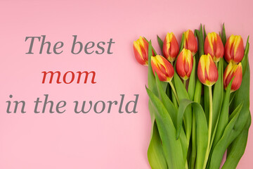 Red-yellow tulips on a pink background and the text BEST MOTHER IN THE WORLD. Concept holiday, congratulations, gratitude, postcard, banner, mocap. High quality photo