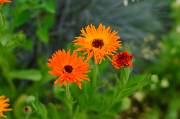 Selective focus of orange medicinal calendula flowers, natural background.