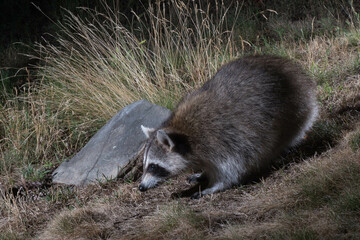 Raccoon in profile foraging at night.