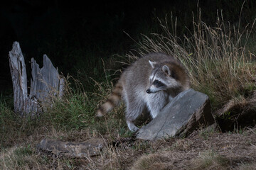 Raccoon foraging at night.