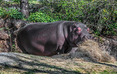 Hippopotamus eats hay in its enclosure. Latin name - Hippopotamus amphibius