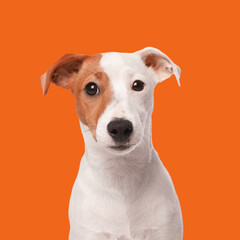 Cute Jack Russel Terrier on orange background