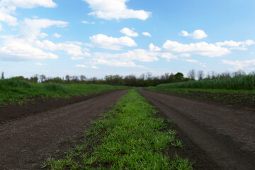 Path and fresh green grass growing outdoors