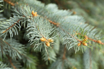 Beautiful branches of coniferous tree, closeup view