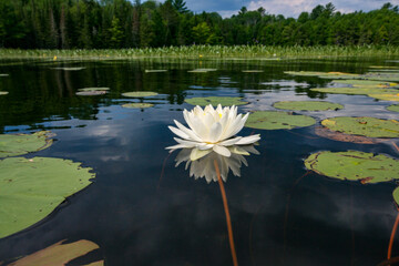 A single white water lily on a lake with lily pads